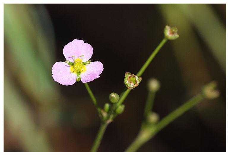 Baldellia ranunculoides