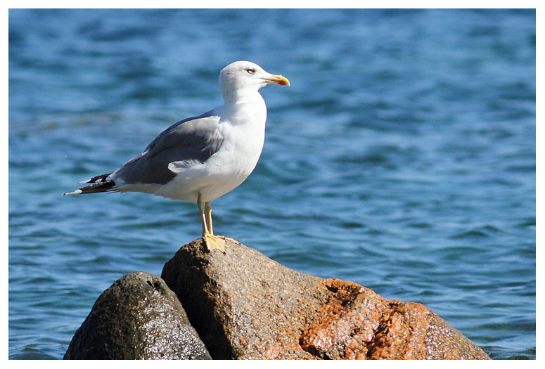 Yellow-legged Gull