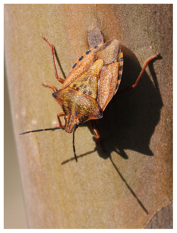 Codophila varia