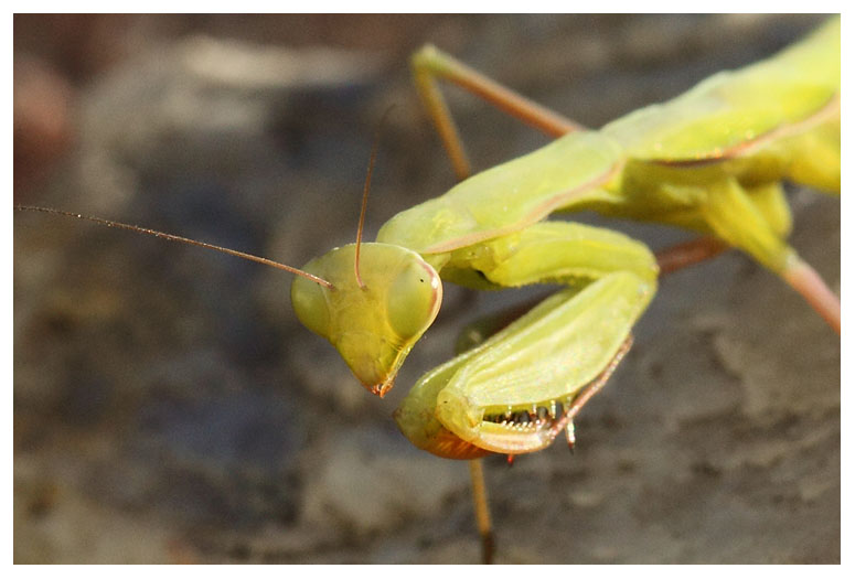 Mantis religiosa