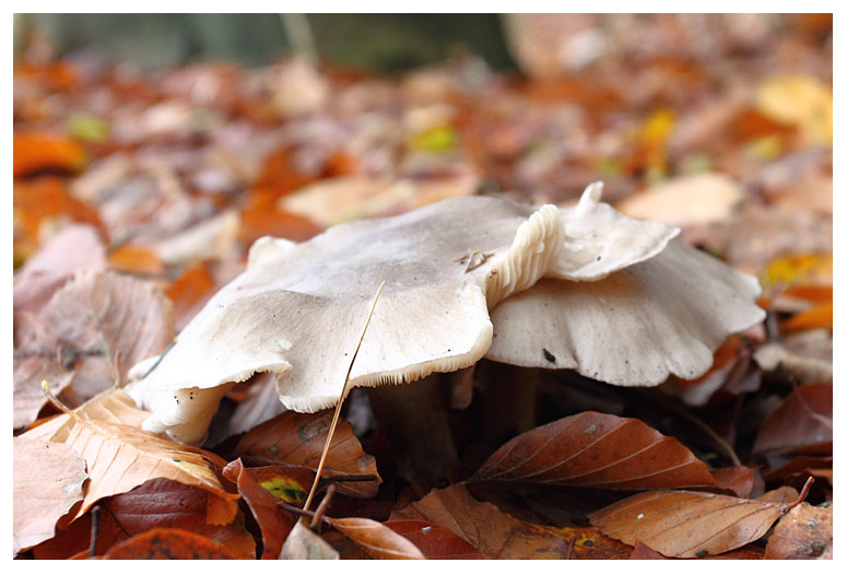 Clitocybe nebularis