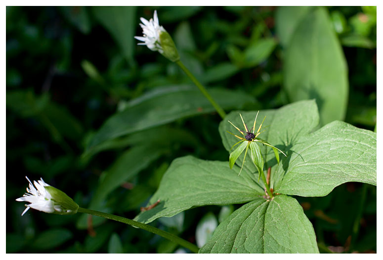 Paris quadrifolia e Allium ursinum
