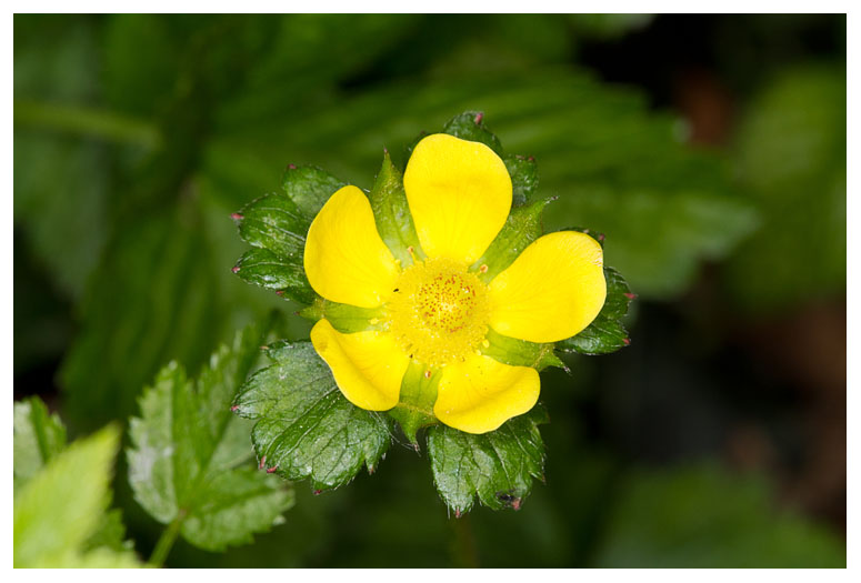Potentilla indica 
