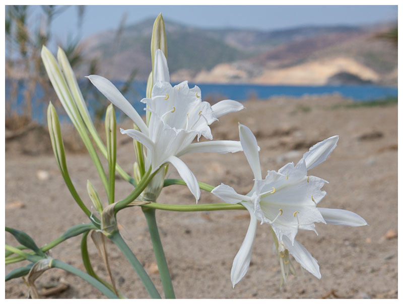 Pancratium maritimum 