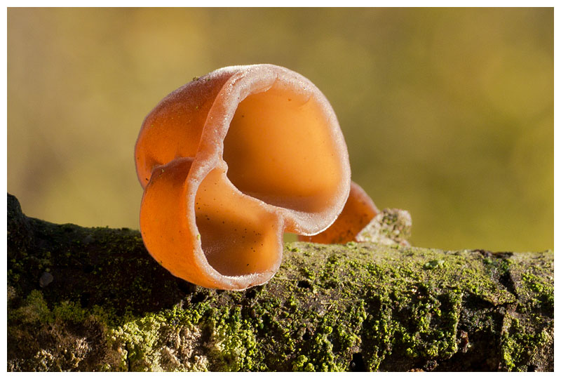 Auricularia auricula-judae 