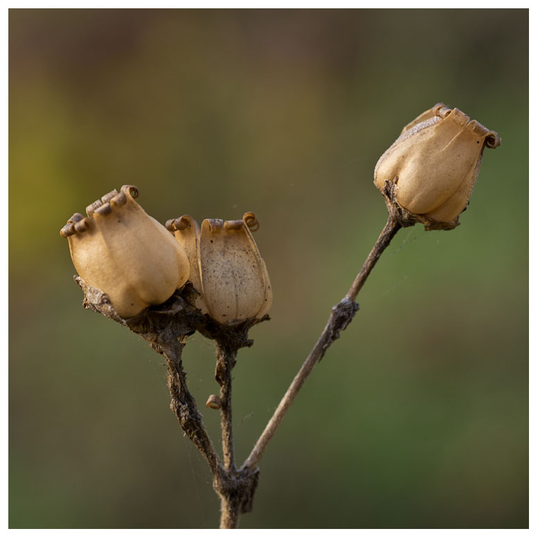 seed pods of Red Campion