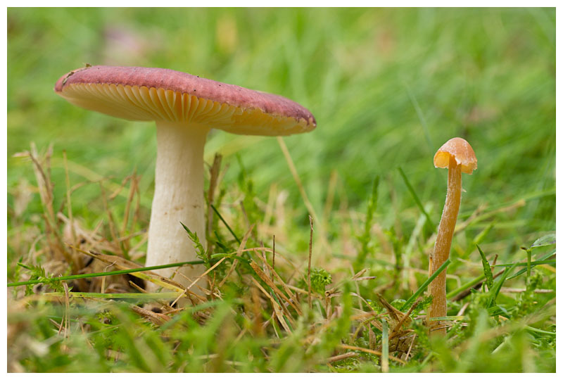 Russula nitida & Galerina sp. 