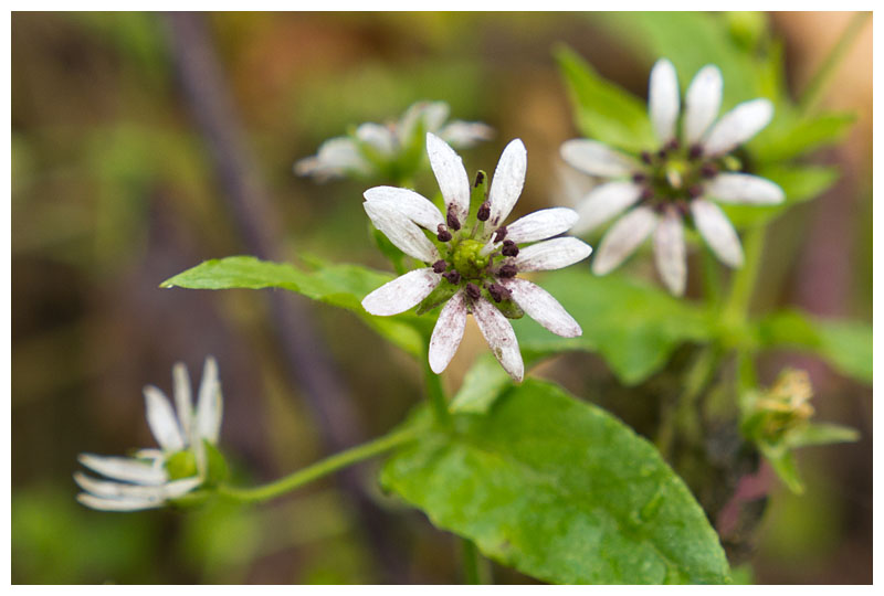Myosoton aquaticum