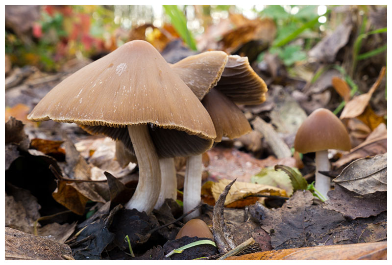 Inocybe sp. 
