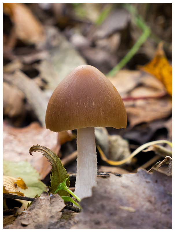 Inocybe sp.