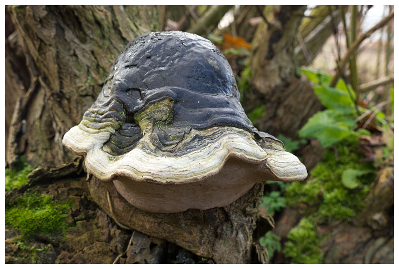 Fomes fomentarius