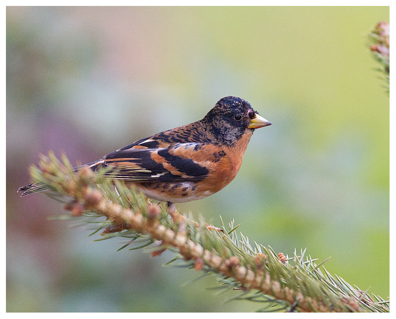 Brambling (male) 