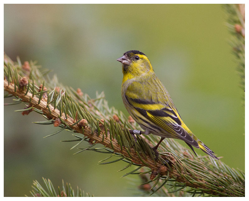 Siskin (male) 