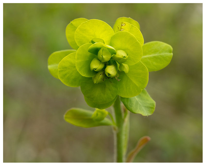 Euphorbia helioscopia
