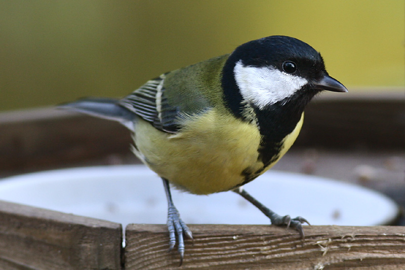 Great Tit