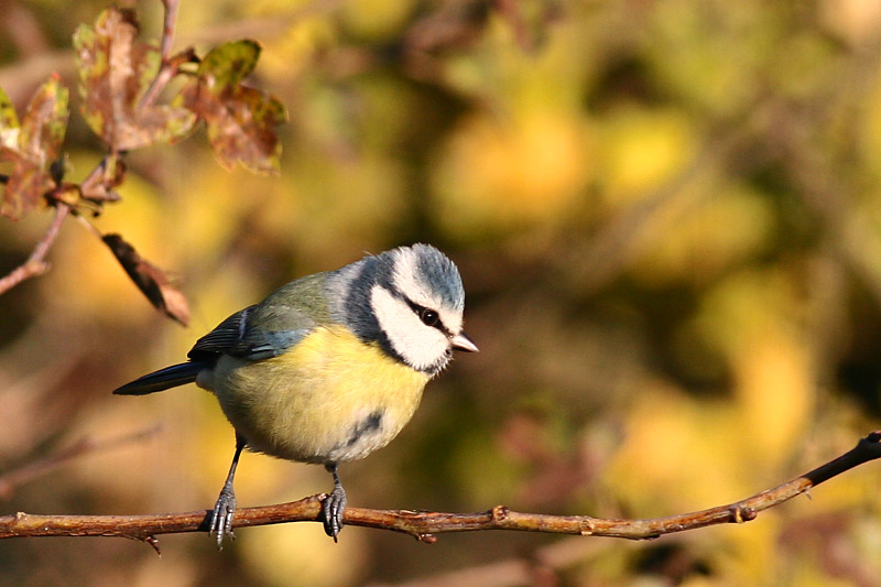 Blue Tit
