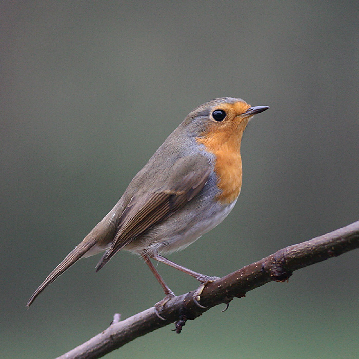 Robin