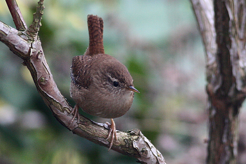 Wren