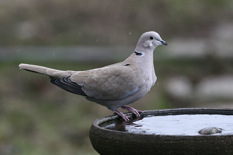 Collared Dove
