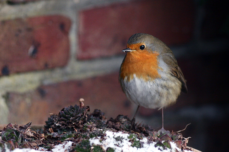 Robin