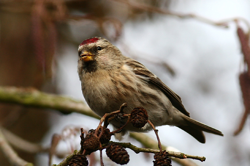 Common Redpoll (female)