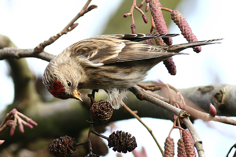 Common Redpoll