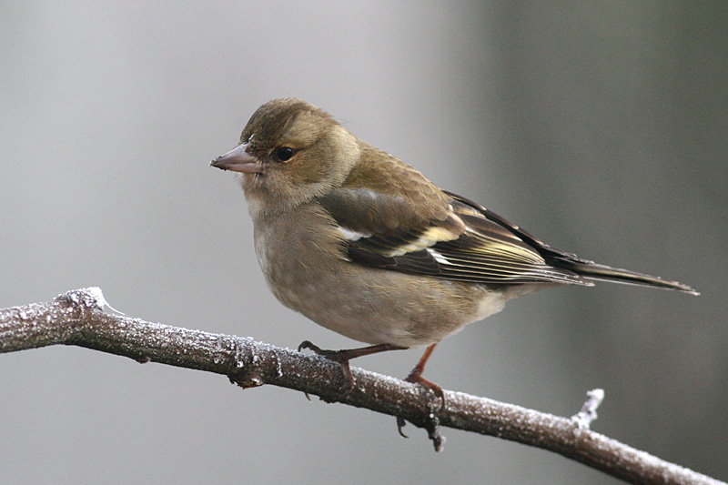 Chaffinch
