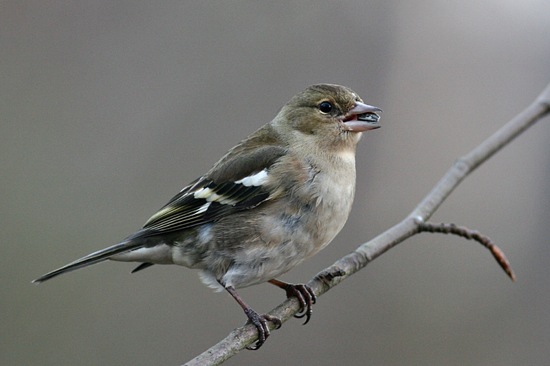 Chaffinch