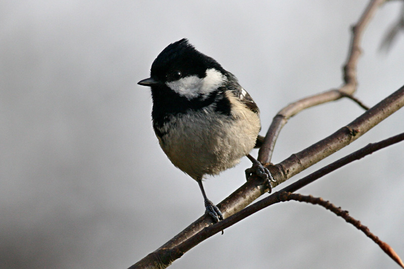 Coal Tit