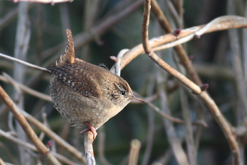 Wren