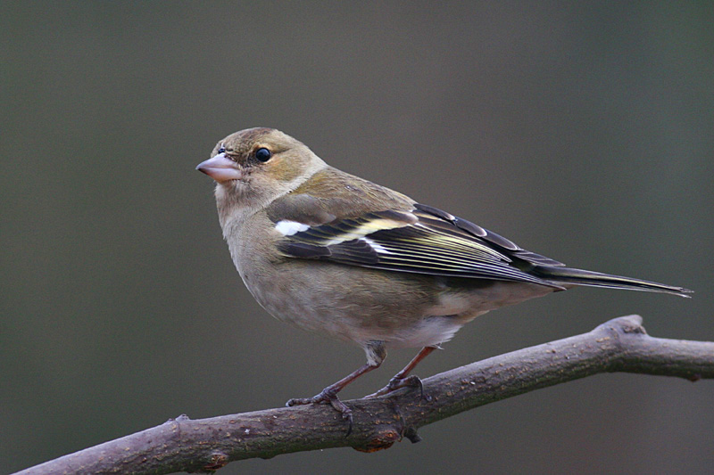 Chaffinch