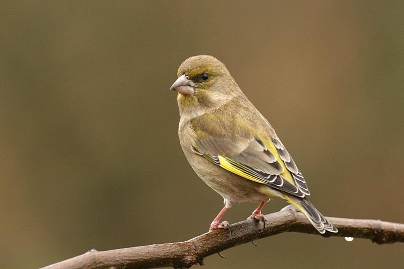 Greenfinch