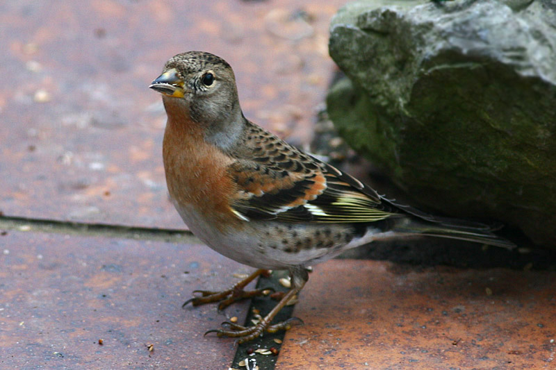 Brambling
