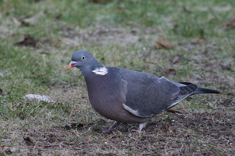 Wood Pigeon