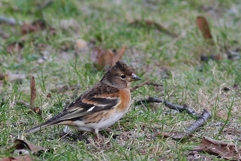Brambling