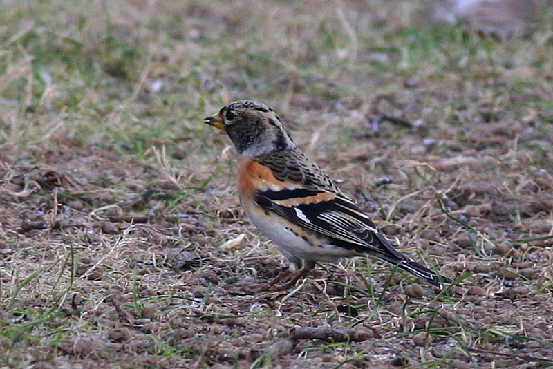 Brambling