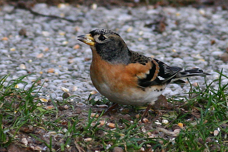 Brambling (male)