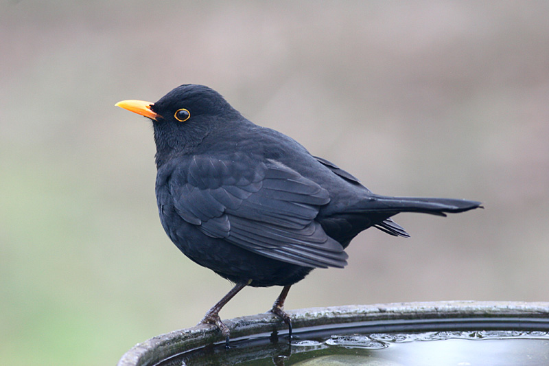 Blackbird (male)