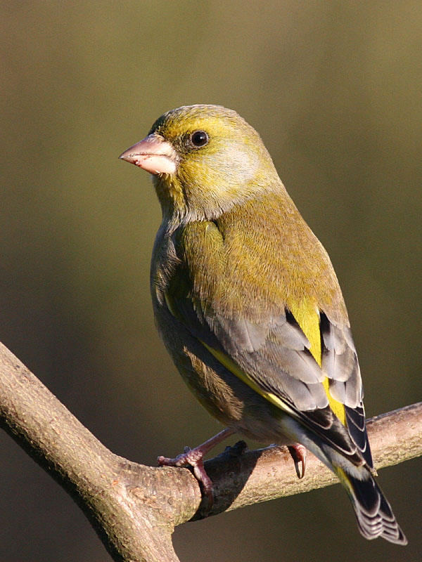 Greenfinch