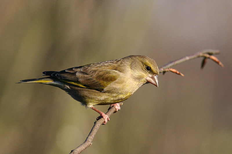Greenfinch