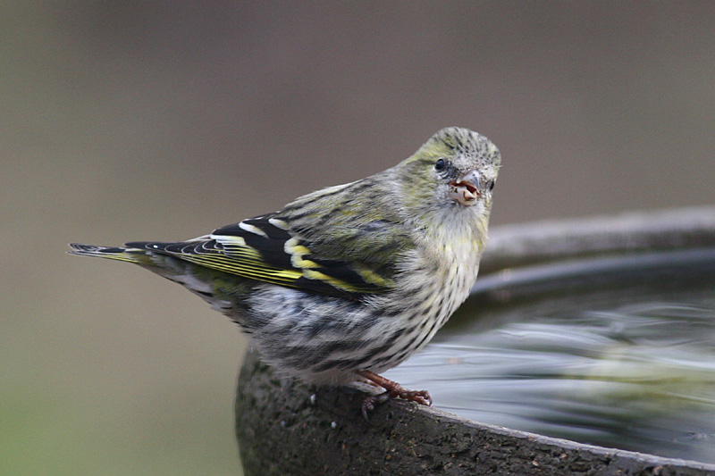 Siskin