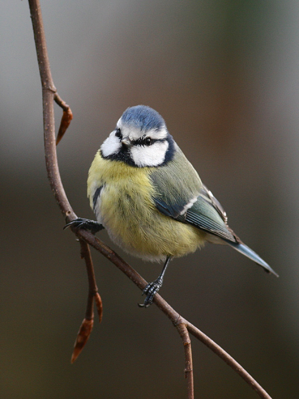 Blue Tit