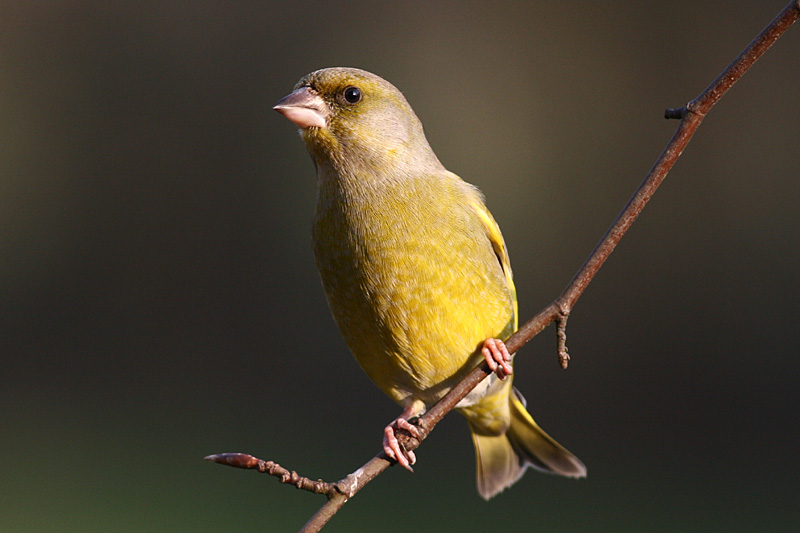Greenfinch