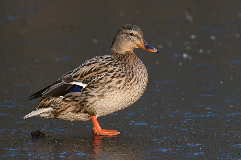 Mallard