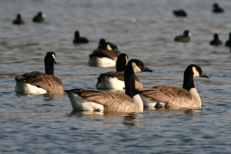Canada Goose