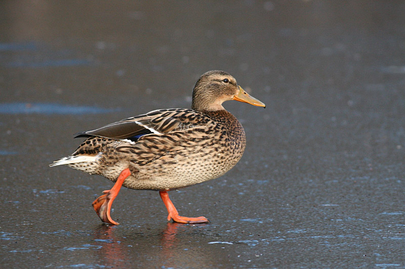 Mallard