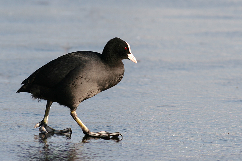 Common Coot