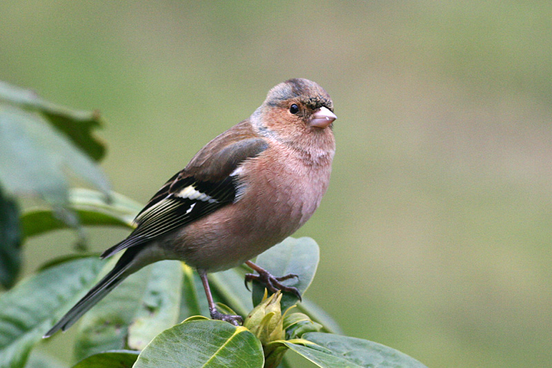 Chaffinch