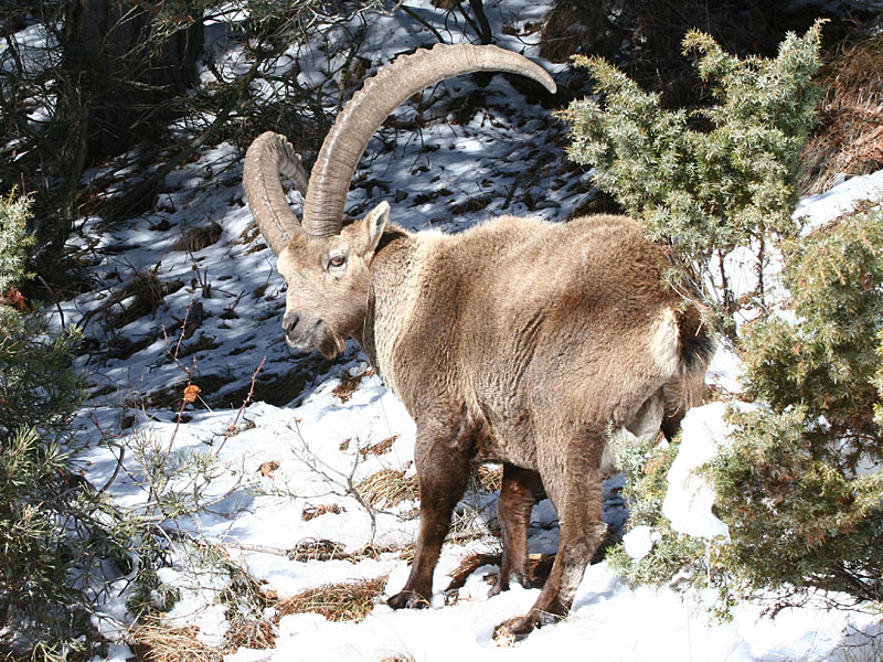Capra ibex