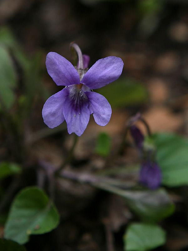 Viola reichenbachiana